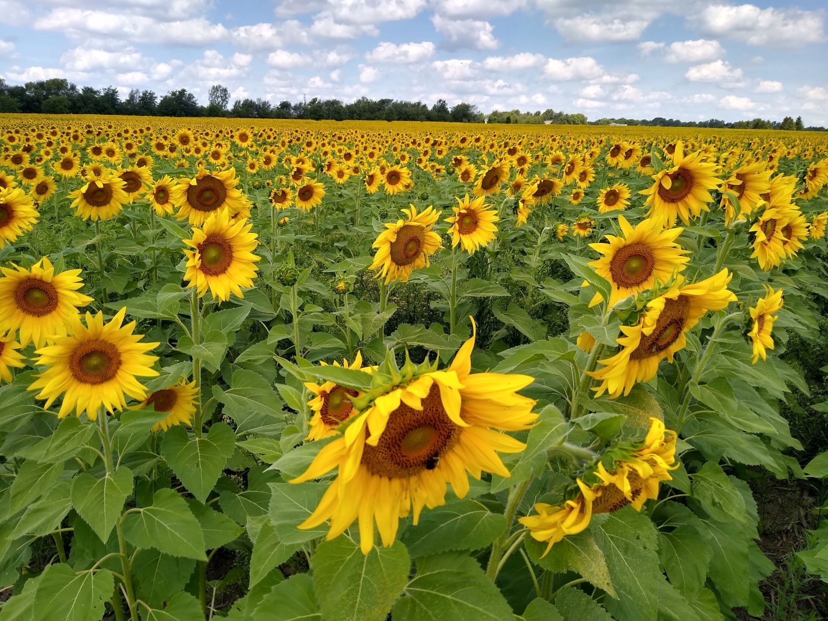 Sunflower